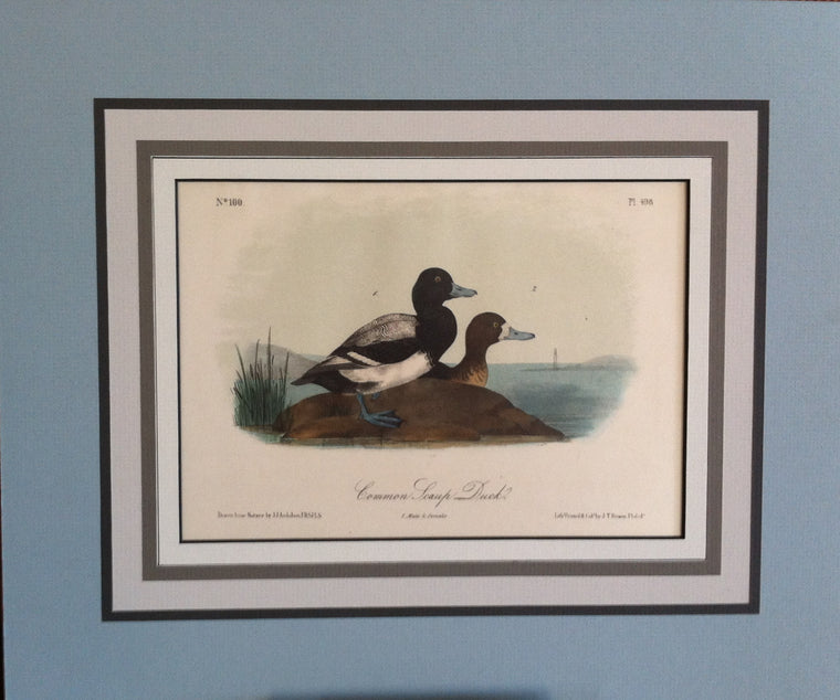 Audubon Original Octavo Matted, Common Scaup Duck, plate 498