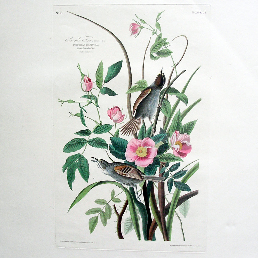 
                  
                    Original Audubon Havell Sea Side Finch, plate 93
                  
                