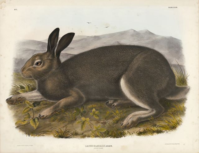 Original Imperial Polar Hare, plate 32