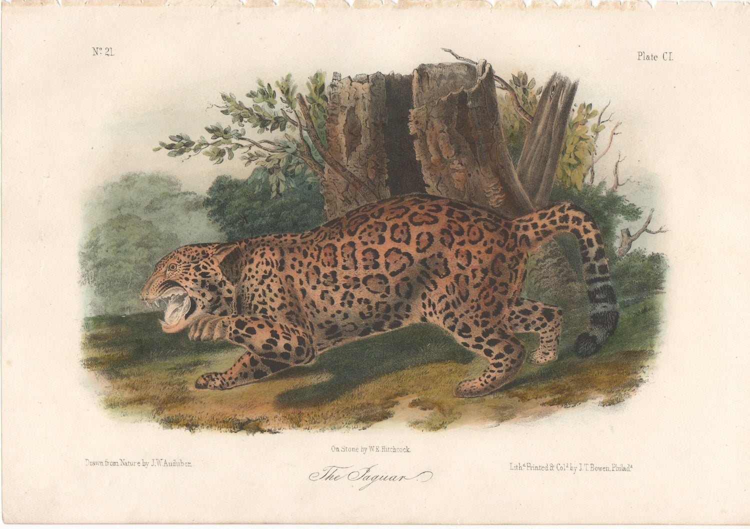Audubon Original Octavo Mammal, Jaguar plate 101