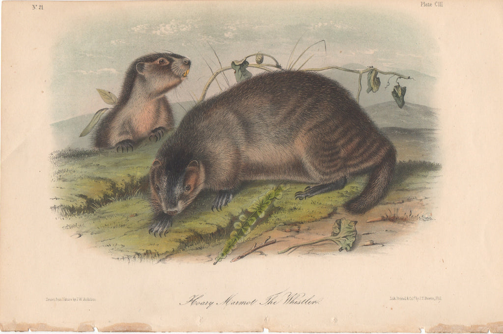 Audubon Original Octavo Mammal, Hoary Marmot plate 103