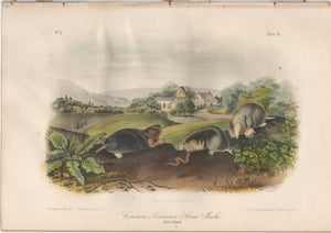 Audubon Original Octavo Mammal, Common American Shrew Mole, plate 10