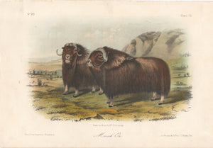 Audubon Original Octavo Mammal, Musk Ox plate 111