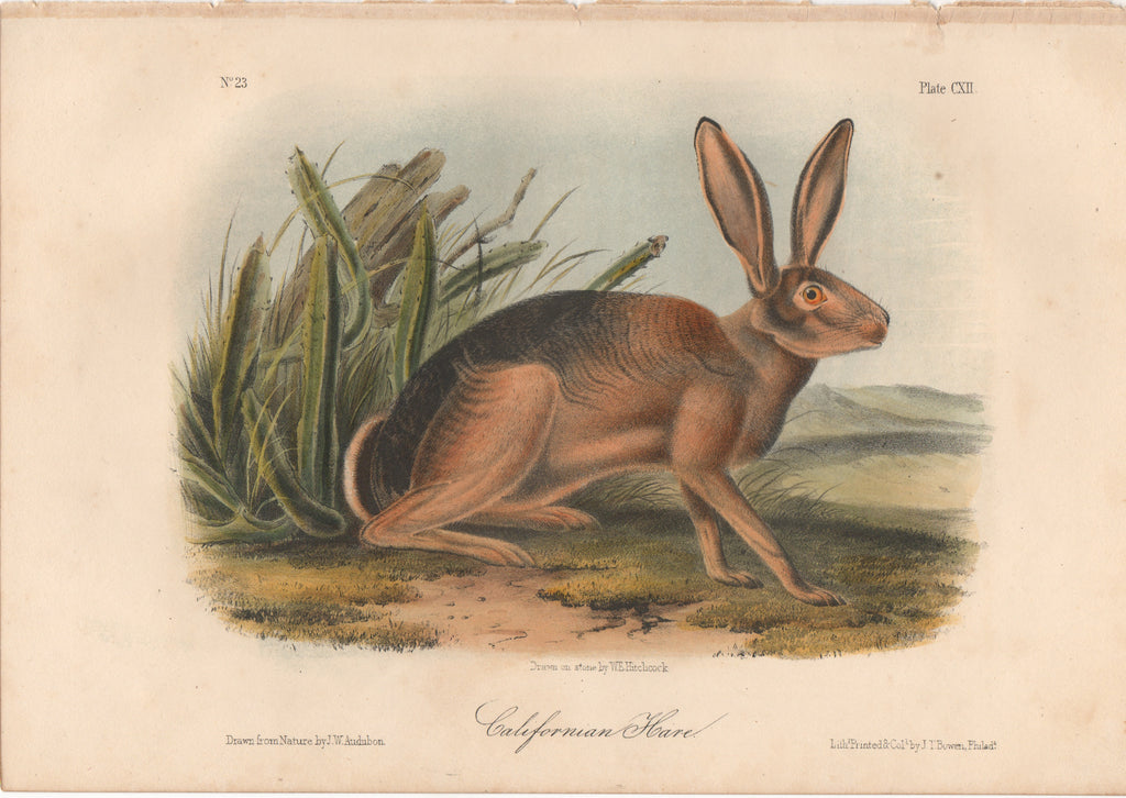 Audubon Original Octavo Mammal, California Hare plate 112
