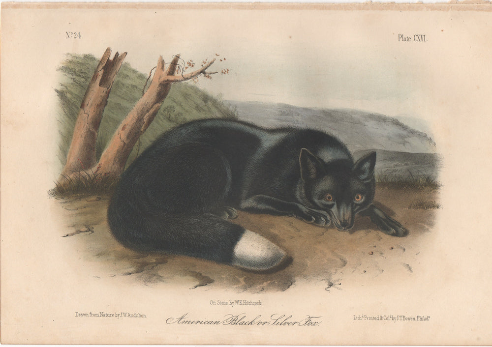 Audubon Original Octavo Mammal, Black or Silver Fox plate 115