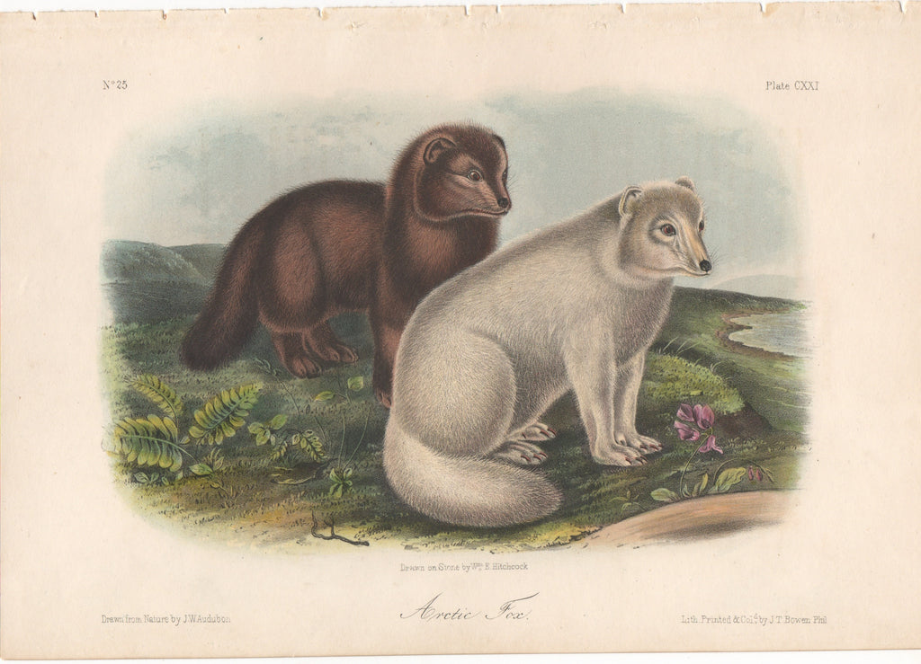 Audubon Original Octavo Mammal, Artic Fox plate 121