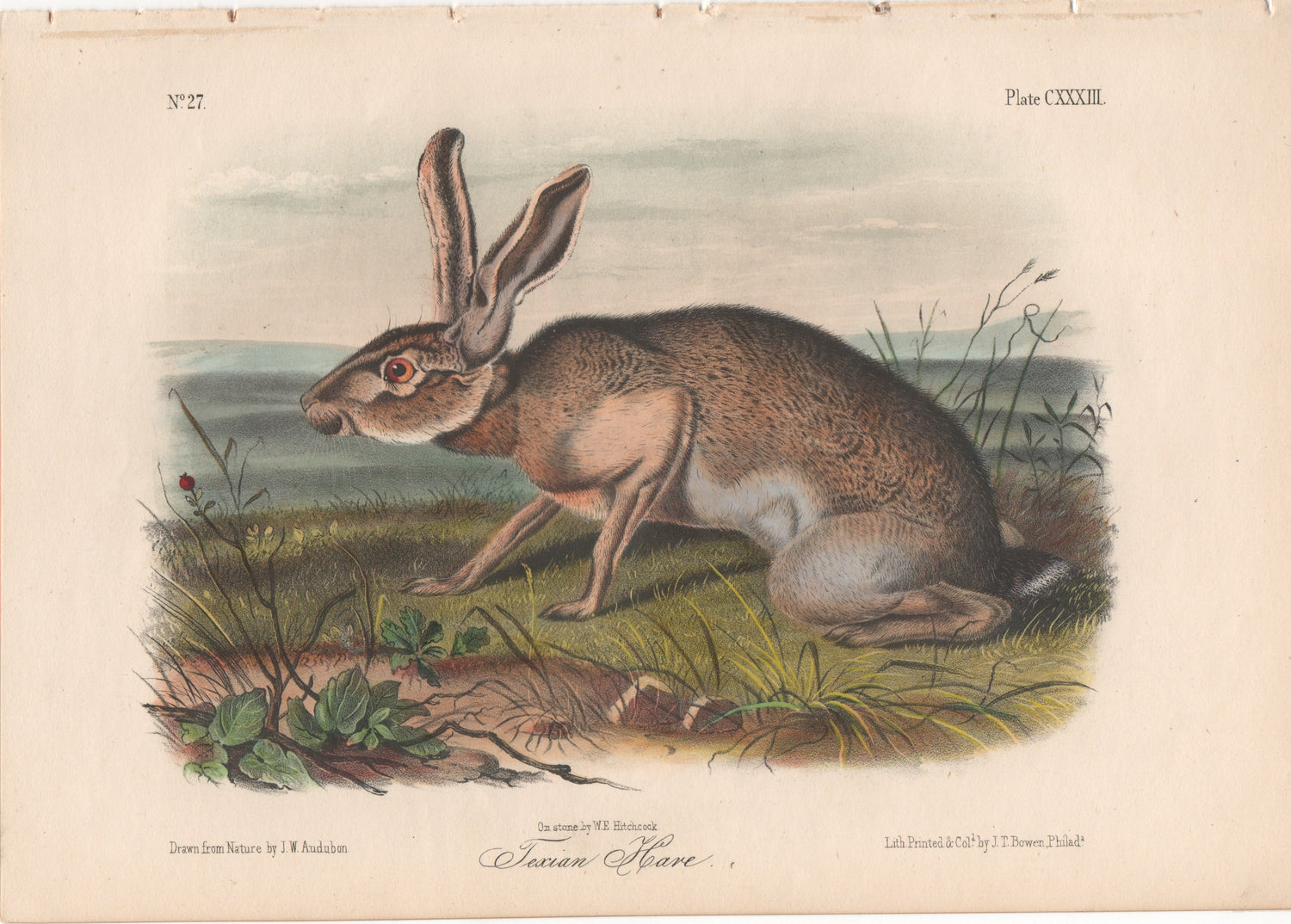 Audubon Original Octavo Mammal, Texan Hare plate 133