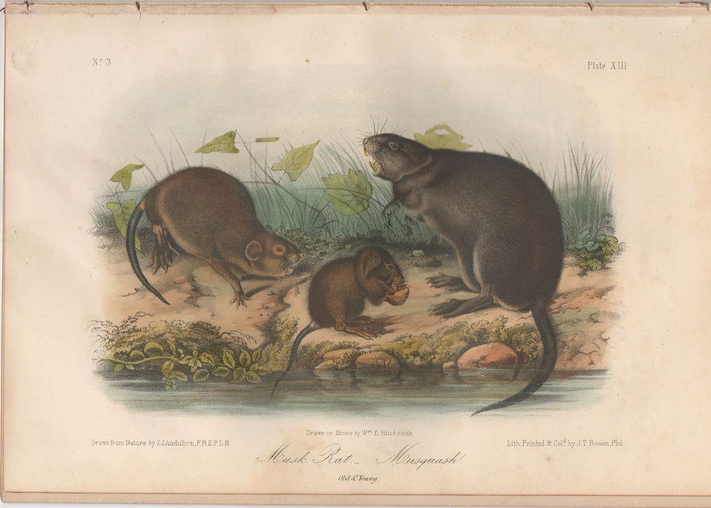 Audubon Original Octavo Mammal, Muskrat, plate 13
