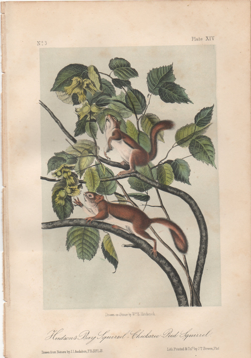 Audubon Original Octavo Mammal, Hudsons Bay Squirrel, plate 14