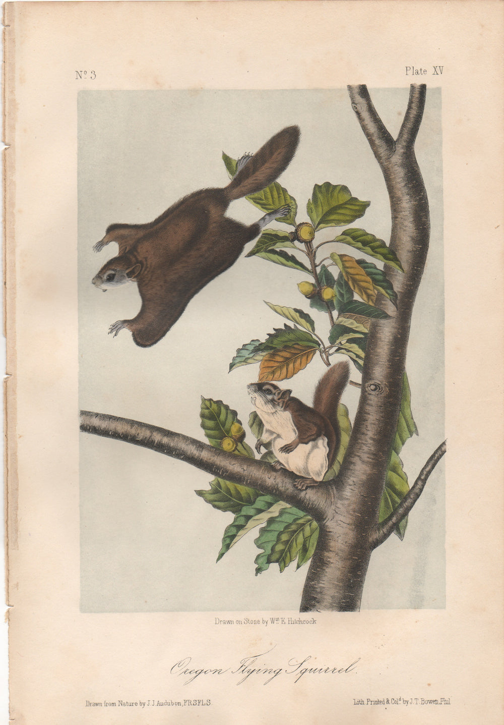Audubon Original Octavo Mammal, Oregon Flying Squirrel, plate 15