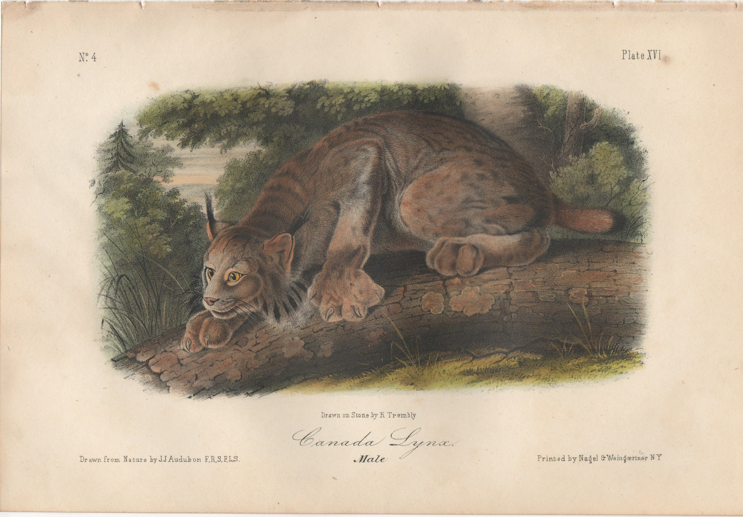 Audubon Original Octavo Mammal, Canada Lynx, plate 16