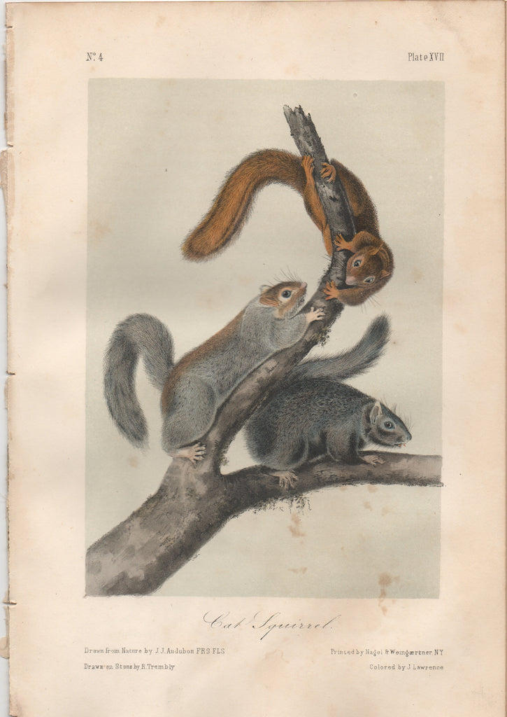 Audubon Original Octavo Mammal, Cat Squirrel, plate 17