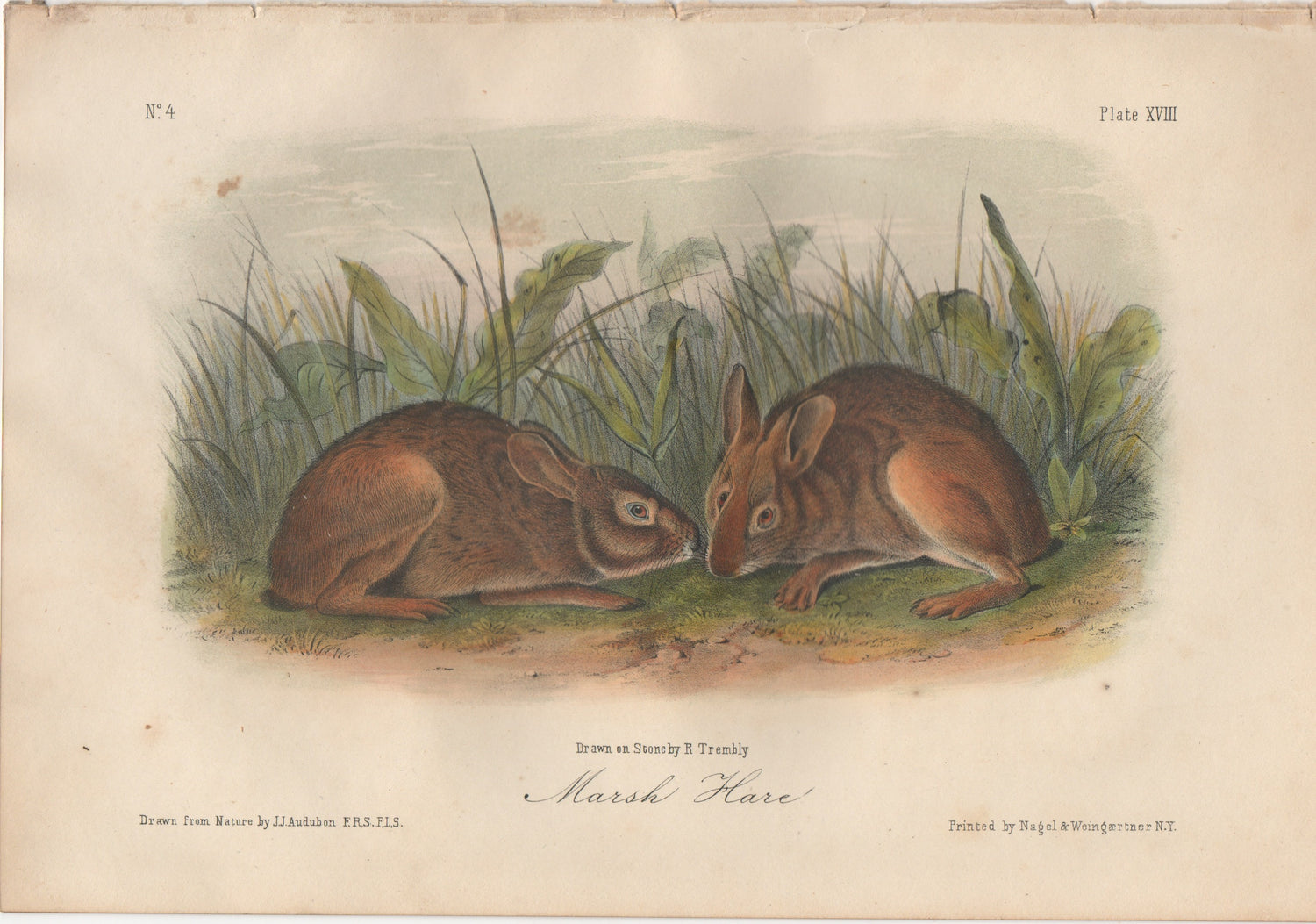 Audubon Original Octavo Mammal, Marsh Hare, plate 18