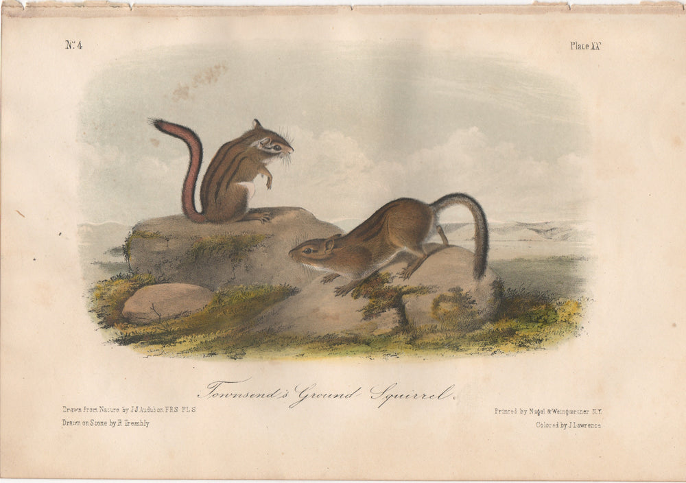Audubon Original Octavo Mammal, Townsend's Ground Squirrel, plate 20