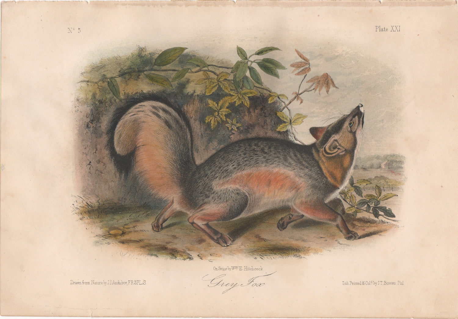 Audubon Original Octavo Mammal, Grey Fox, plate 21