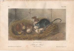 Audubon Original Octavo Mammal, Black Rat, plate 23
