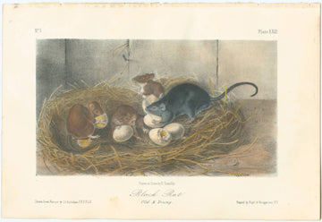 Audubon Original Octavo Mammal, Black Rat, plate 23