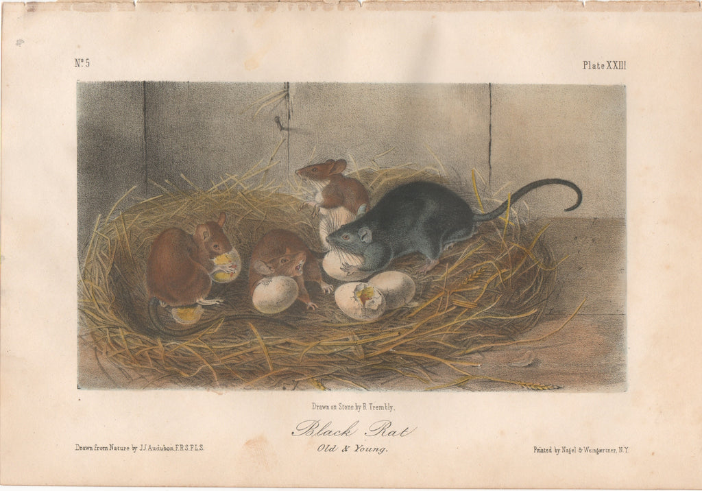 Audubon Original Octavo Mammal, Black Rat, plate 23