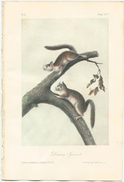 Audubon Original Octavo Mammal, Downy Squirrel, plate 25