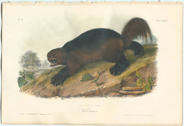 Audubon Original Octavo Mammal, Wolverine, plate 26