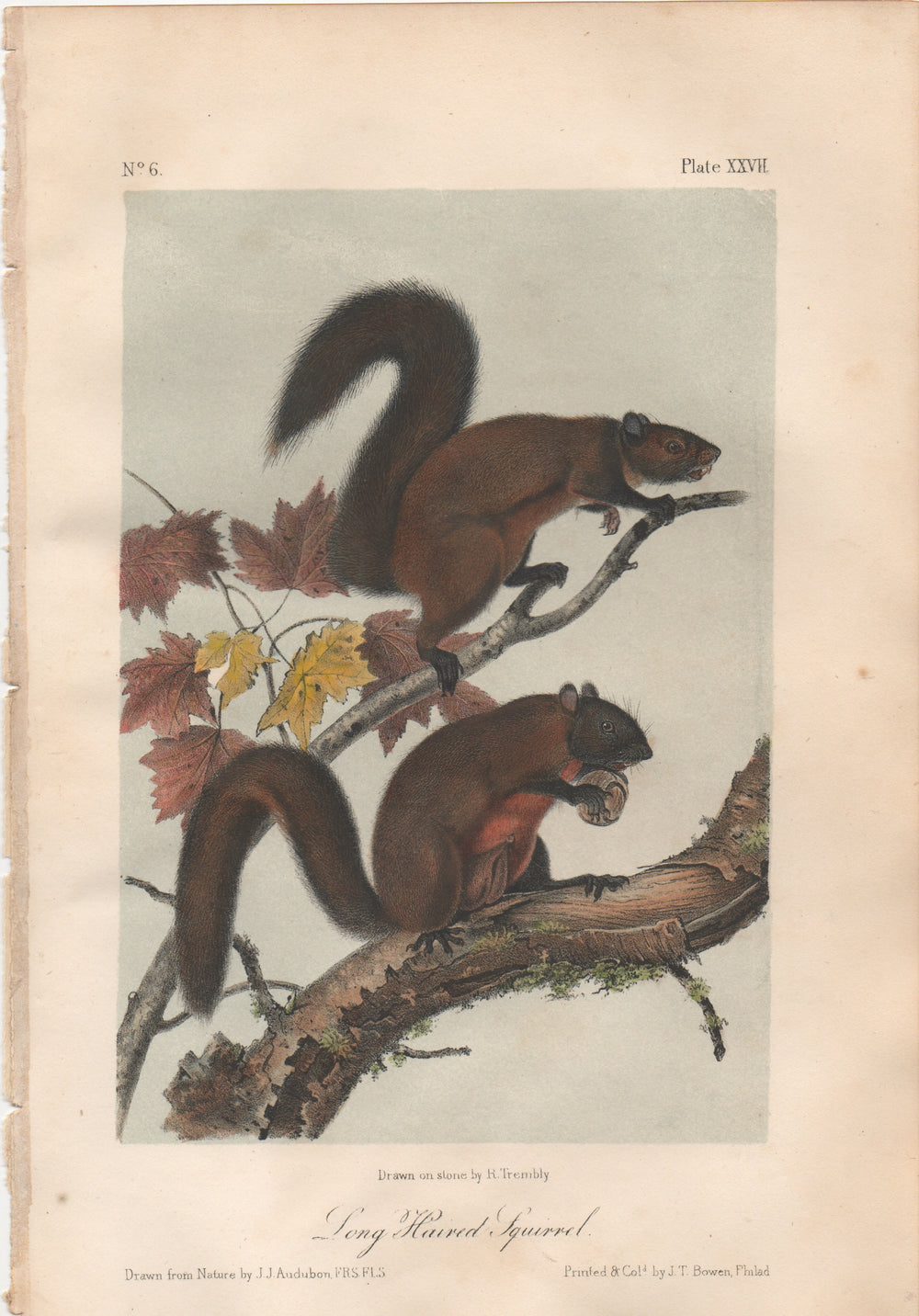 Audubon Original Octavo Mammal, Long Haired Squirrel, plate 27
