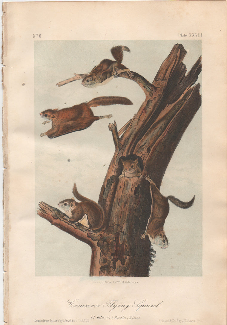 Audubon Original Octavo Mammal, Common Flying Squirrel, plate 28