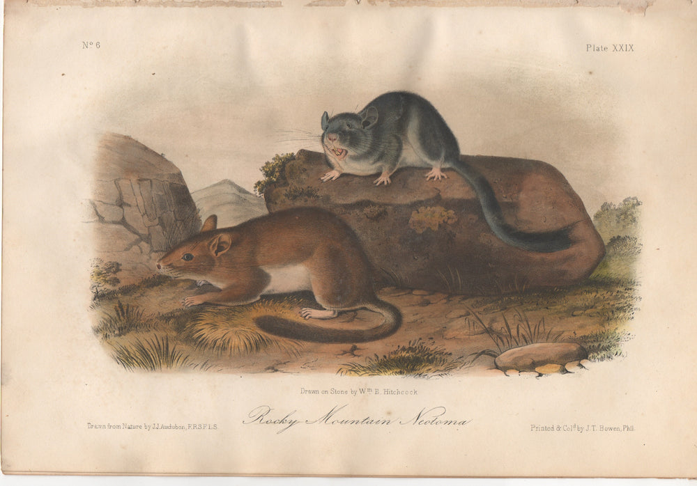 Audubon Original Octavo Mammal, Rocky Mountain Neotoma, plate 29