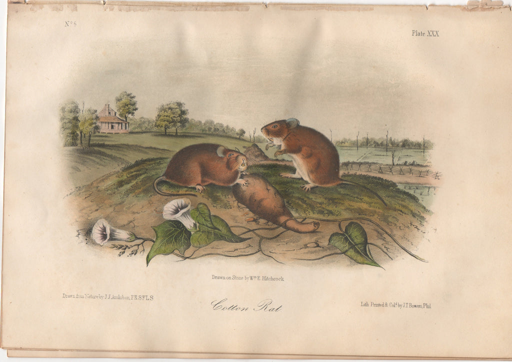 Audubon Original Octavo Mammal, Cotton Rat, plate 30
