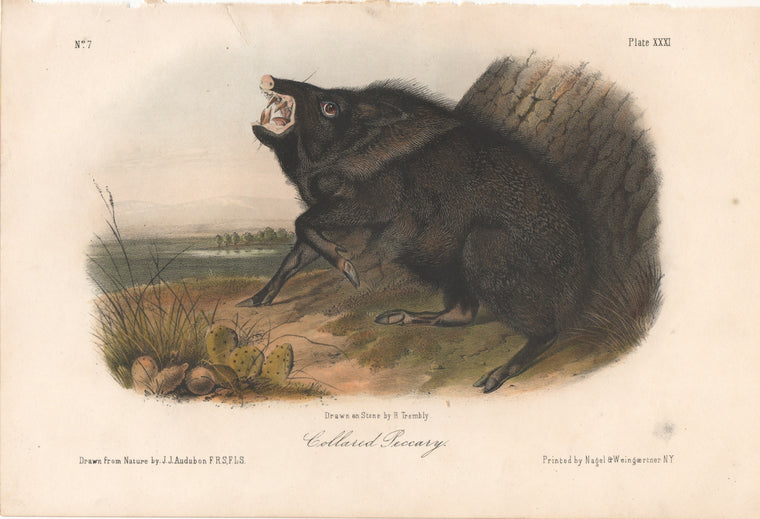 Audubon Original Octavo Mammal, Collard Peccary, plate 31