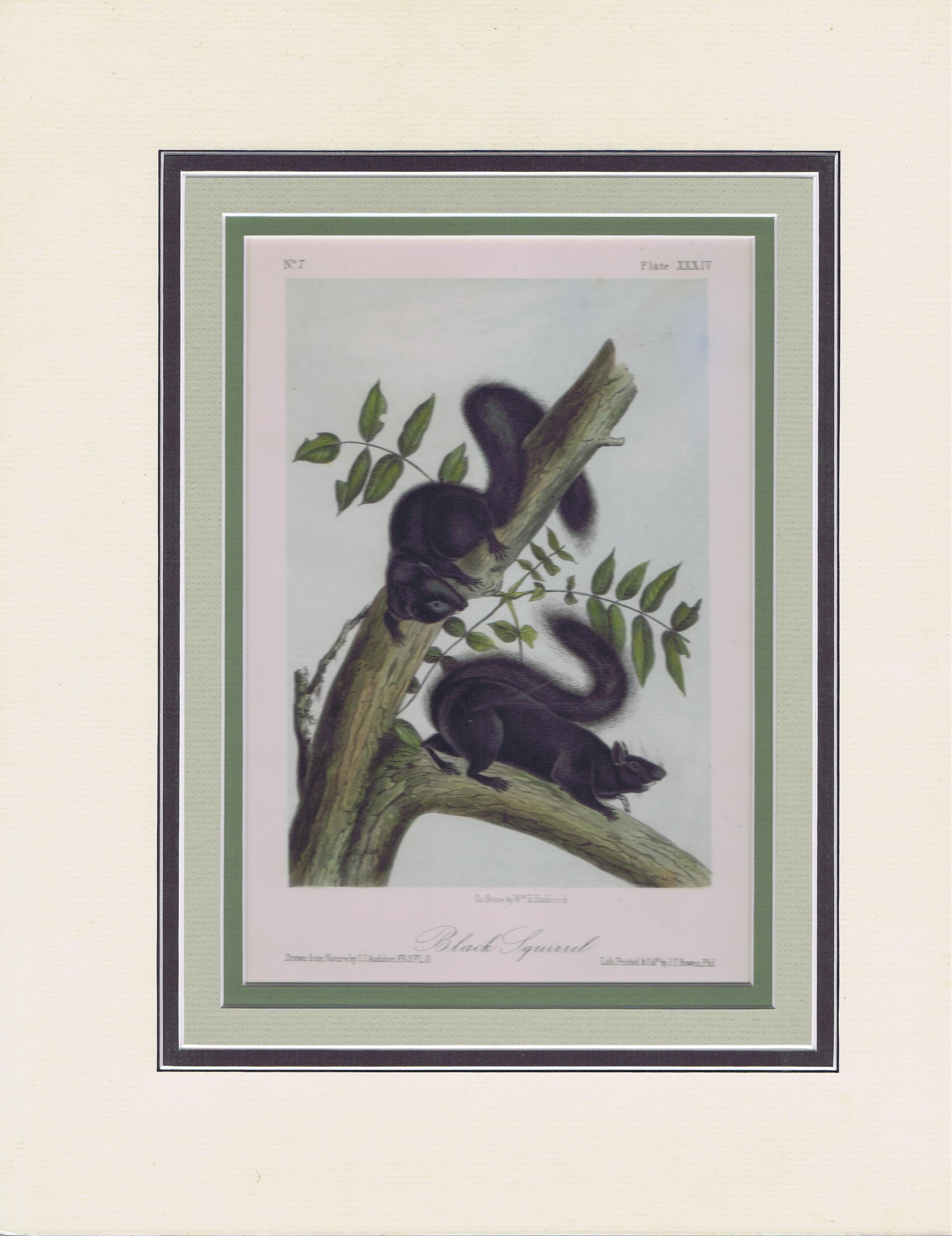 Original Audubon Octavo Quadruped Matted, Black Squirrel, plate 34 ...
