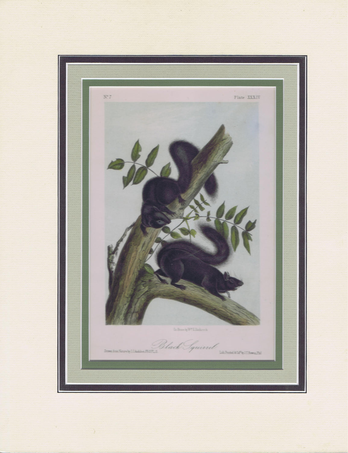 Original Audubon Octavo Quadruped Matted, Black Squirrel, plate 34