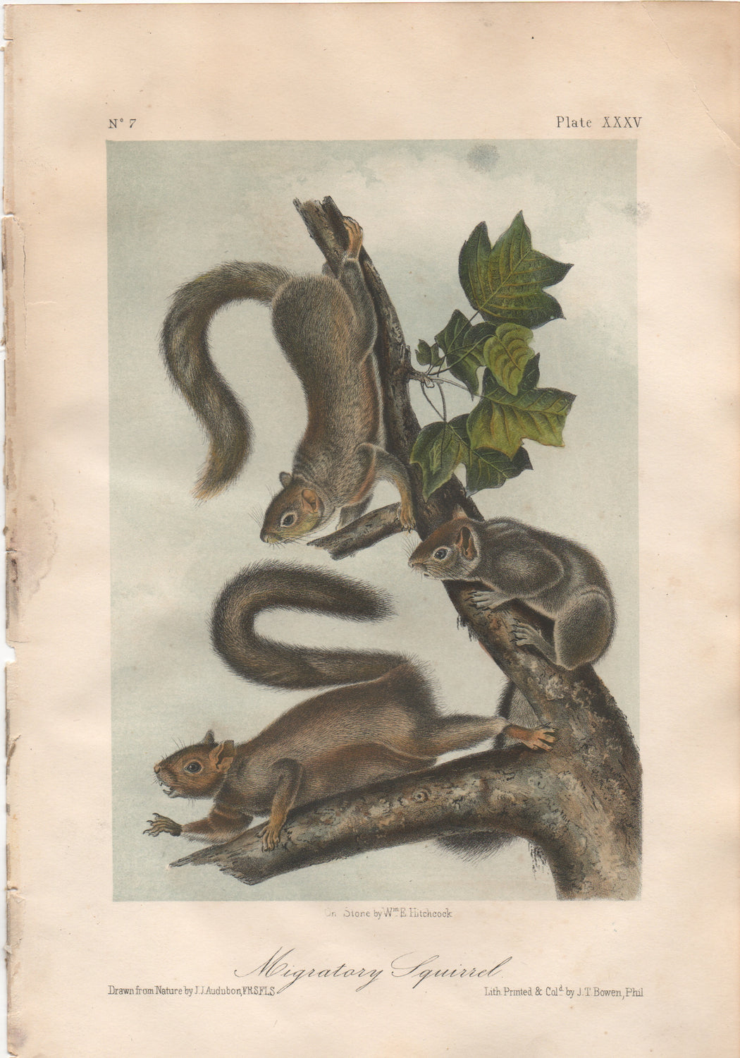 Audubon Original Octavo Mammal, Migratory Squirrel, plate 35