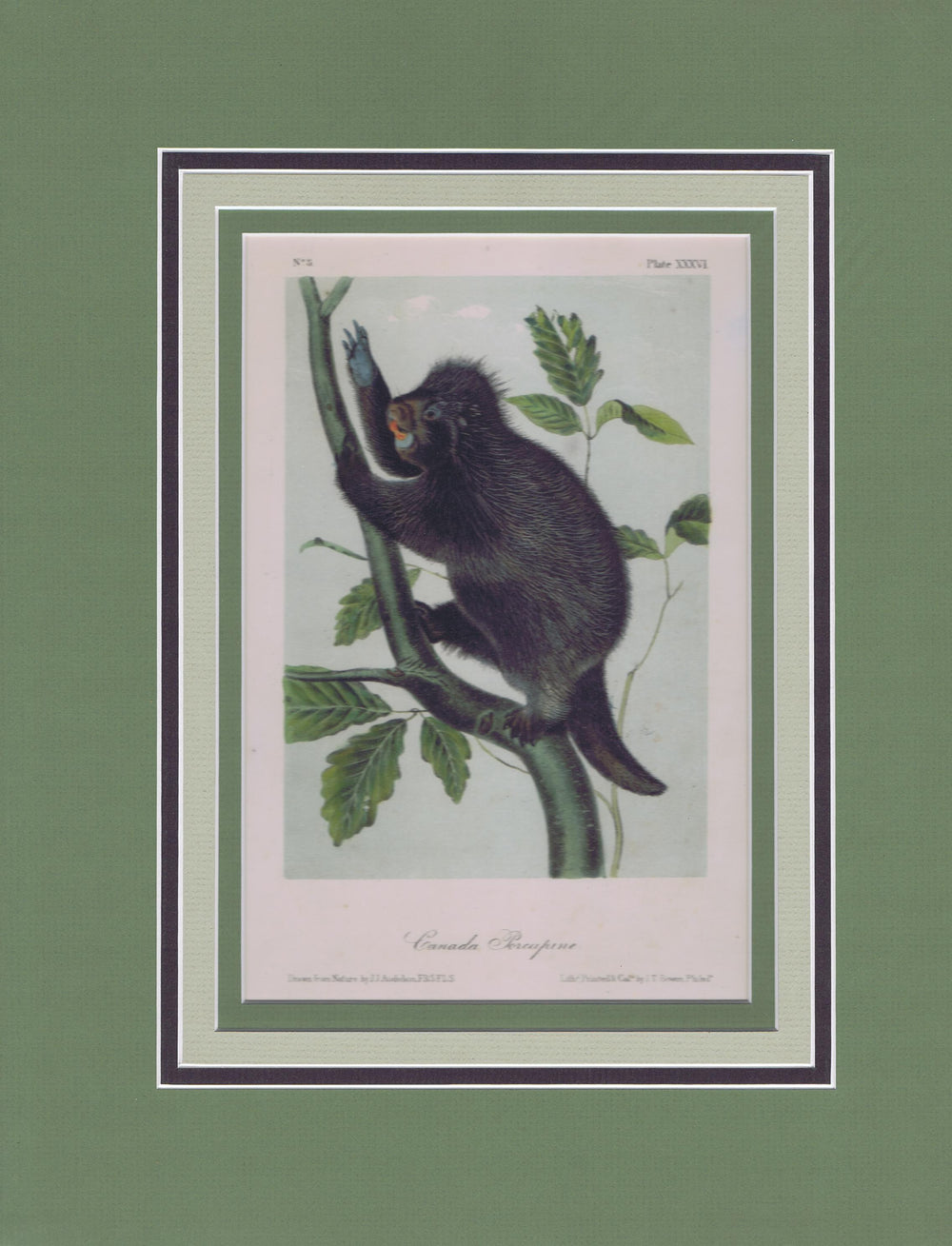 Original Audubon Octavo Quadruped Matted, Canada Porcupine, plate 36