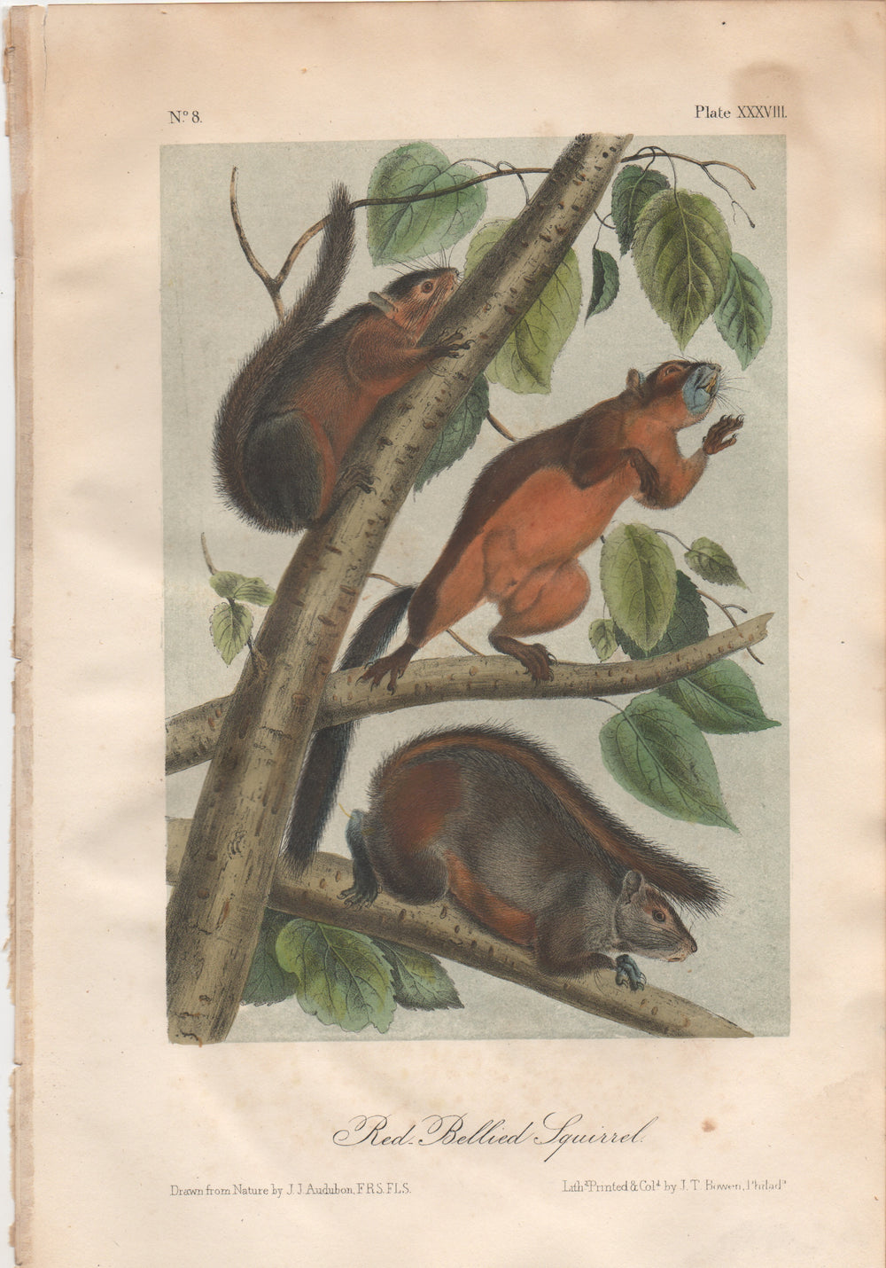 Audubon Original Octavo Mammal, Red-bellied Squirrel, plate 38