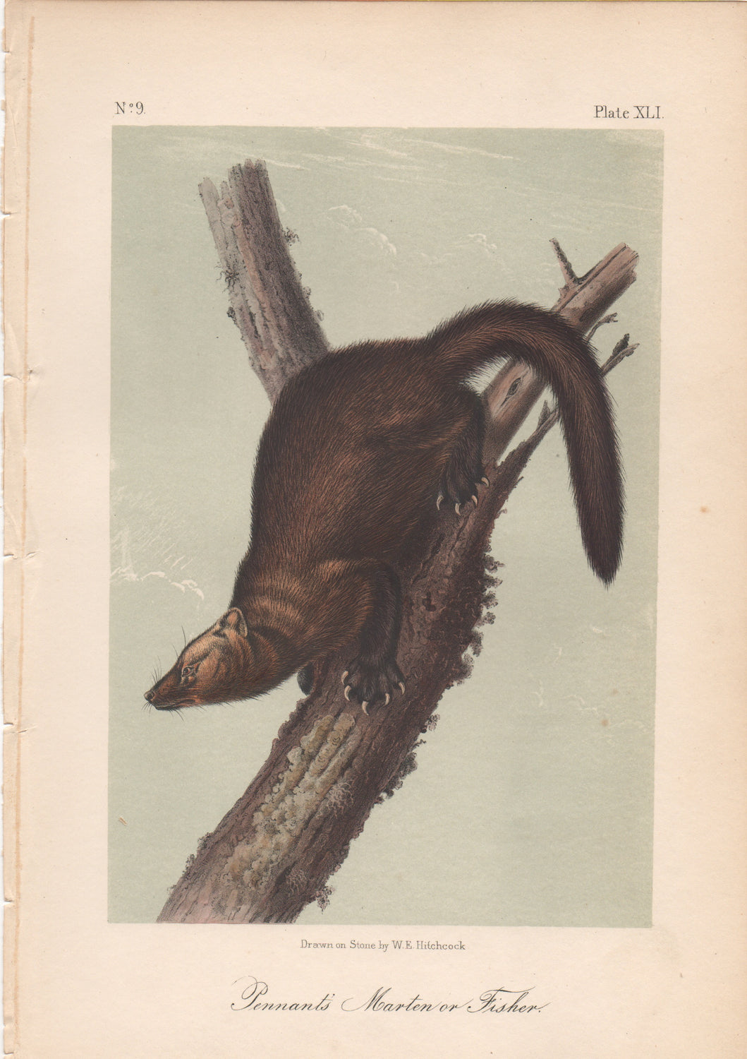 Audubon Original Octavo Mammal, Pennants's Marten or Fisher plate 41