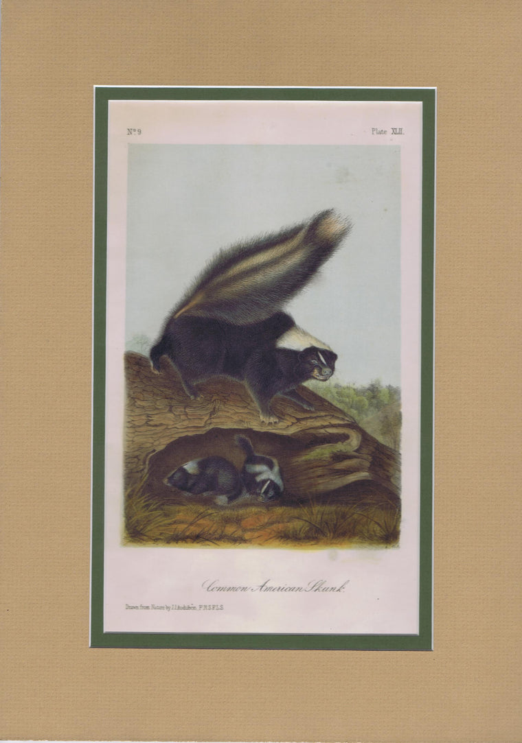 Original Audubon Octavo Quadruped Matted, Common American Skunk, plate 42