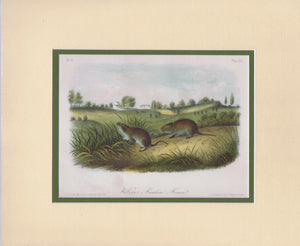 Original Audubon Octavo Quadruped Matted, Wilson's Meadow Mouse, plate 45