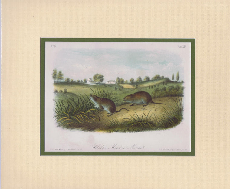 Original Audubon Octavo Quadruped Matted, Wilson's Meadow Mouse, plate 45