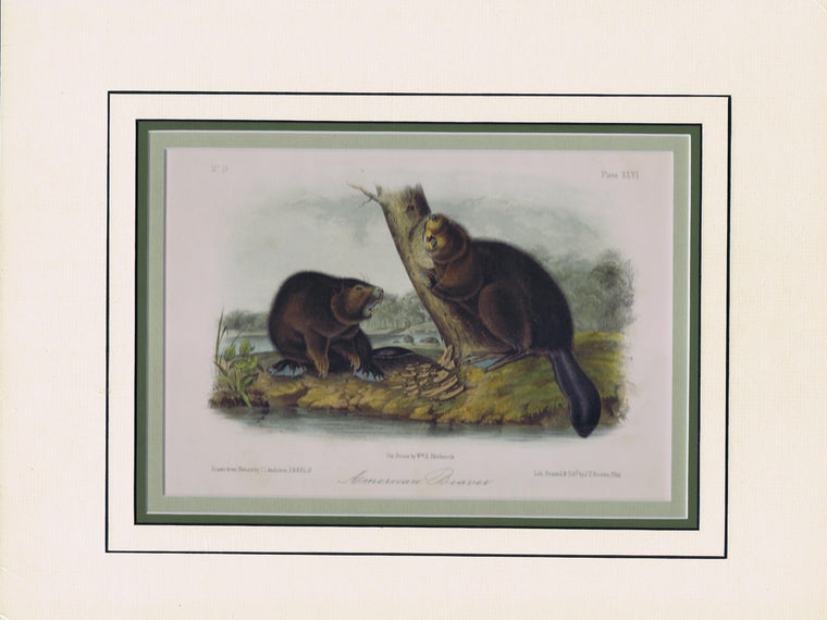 Original Audubon Octavo Quadruped Matted, American Beaver, plate 46