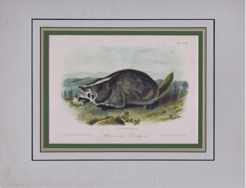 Original Audubon Octavo Quadruped Matted, American Badger, plate 47