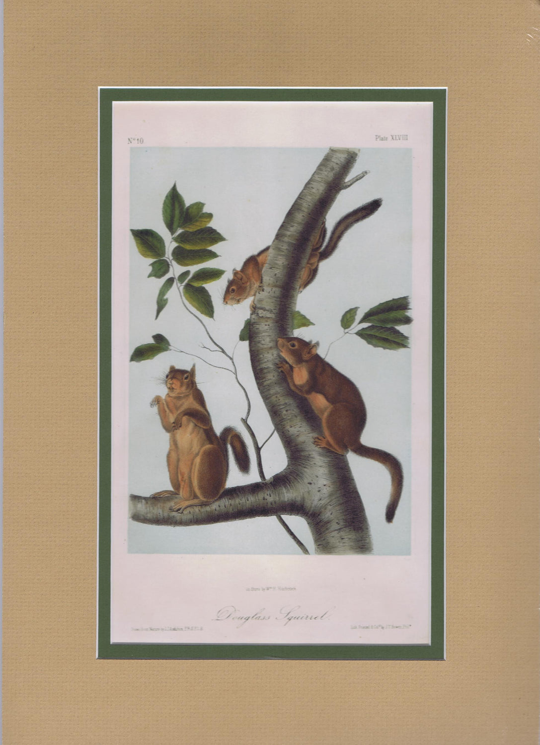 Original Audubon Octavo Quadruped Matted, Douglass Squirrel, plate 48