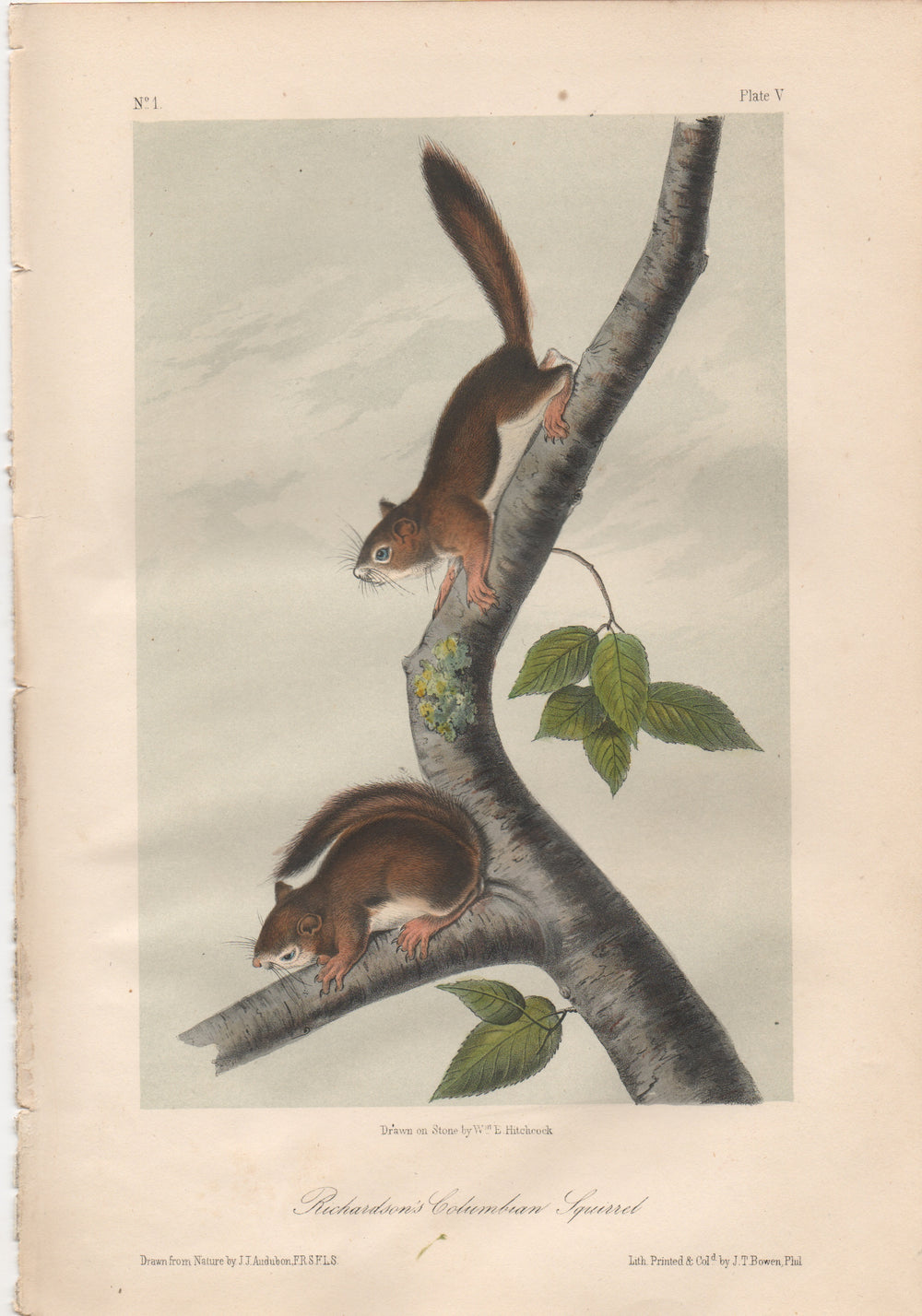 Audubon Original Octavo Mammal, Richardson's Columbian Squirrel, plate 5