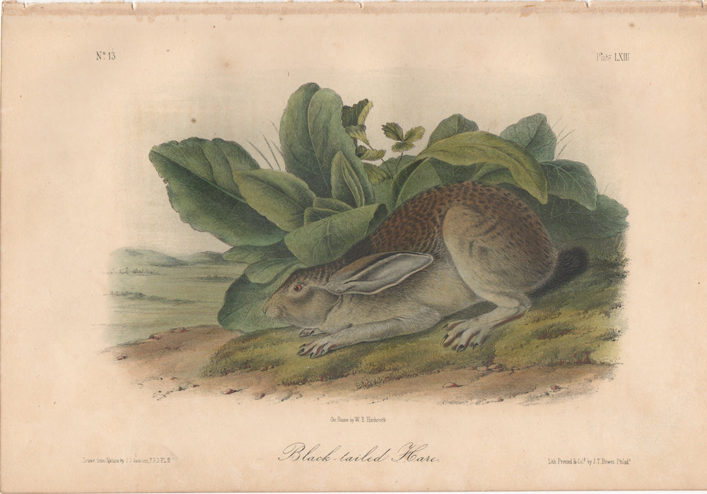 Audubon Original Octavo Mammal, Black-tailed Hare or Fisher plate 63