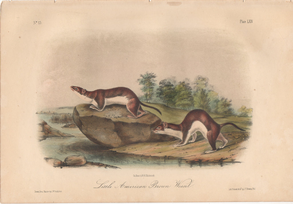 Audubon Original Octavo Mammal, American Brown Weasel or Fisher plate 64