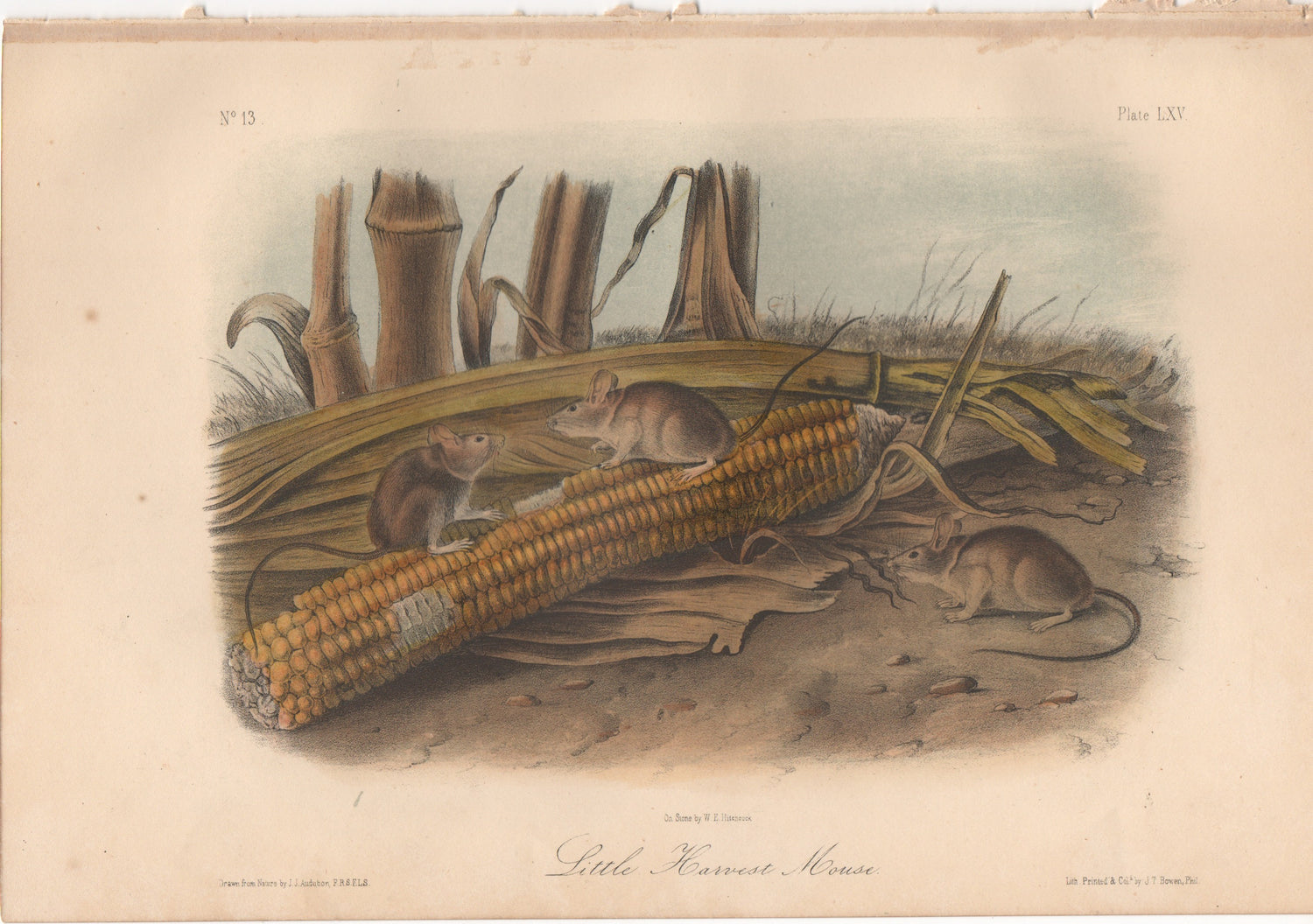 Audubon Original Octavo Mammal, Little Harvest Mouse plate 65