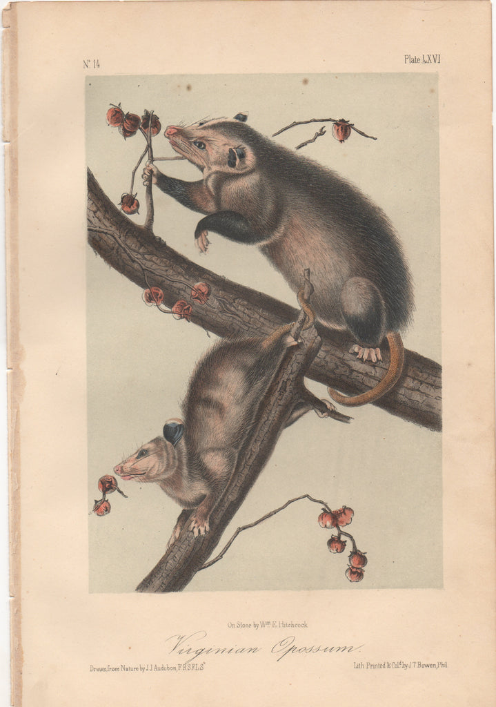 Audubon Original Octavo Mammal, Virginia Opossum plate 66