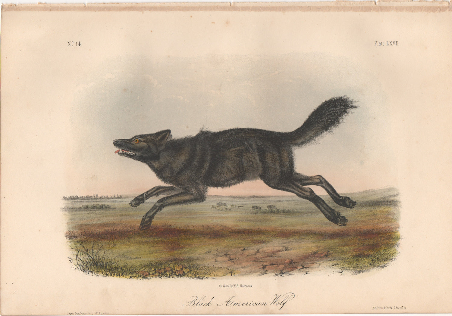 Audubon Original Octavo Mammal, Black Wolf plate 67