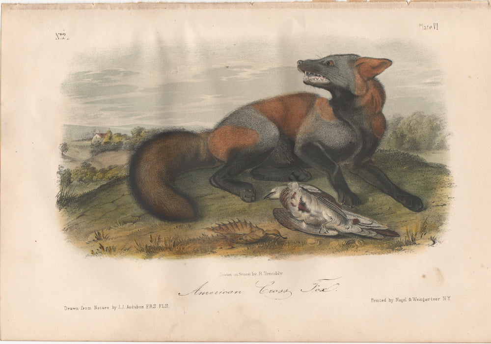 Audubon Original Octavo Mammal, American Cross Fox, plate 6