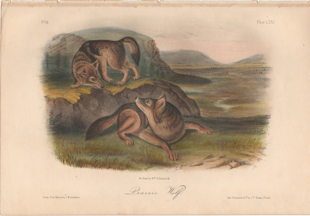 Audubon Original Octavo Mammal, Prairie Wolf plate 71