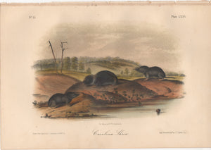 Audubon Original Octavo Mammal, Carolina Shrew plate 75